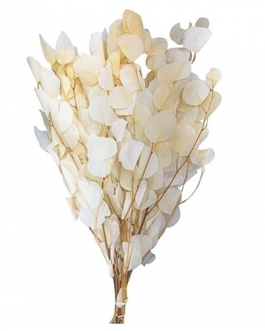 Eucalyptus stabilizovaný krémový 150 g